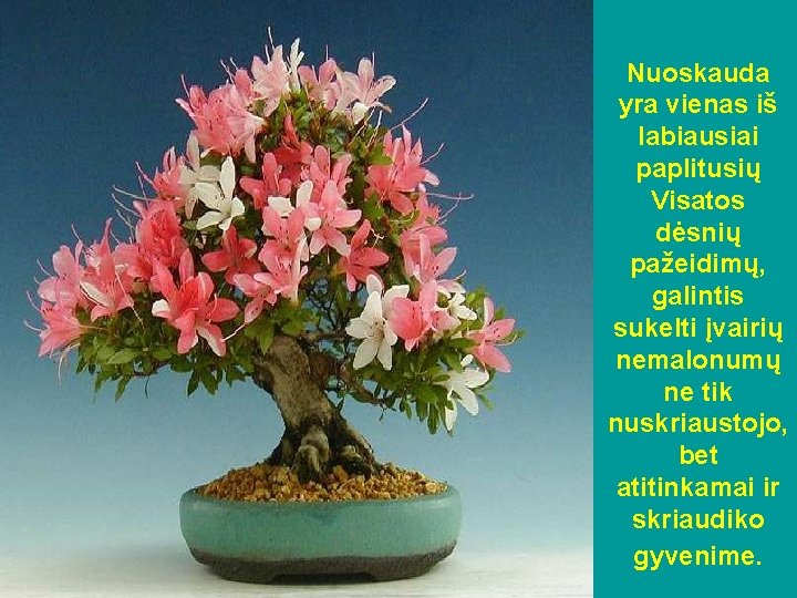 Nuoskauda yra vienas iš labiausiai paplitusių Visatos dėsnių pažeidimų, galintis sukelti įvairių nemalonumų ne Nuoskauda yra vienas iš labiausiai paplitusių Visatos dėsnių pažeidimų, galintis sukelti įvairių nemalonumų ne