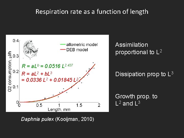 Respiration rate as a function of length Assimilation proportional to L 2 R =