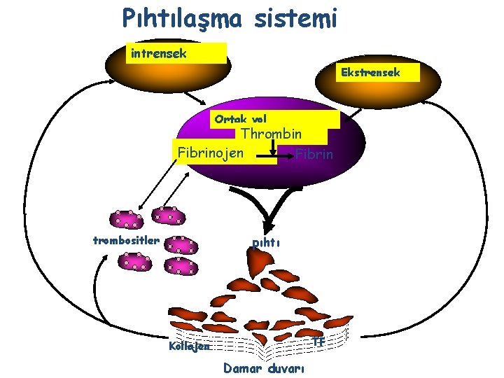 Pıhtılaşma sistemi intrensek Ekstrensek Ortak yol Thrombin Fibrinojen Fibrin trombositler pıhtı TF Kollajen Damar