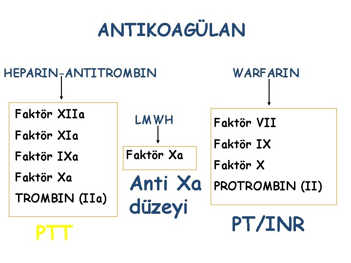 ANTIKOAGÜLAN HEPARIN-ANTITROMBIN Faktör XIIa Faktör XIa LMWH Faktör IXa Faktör Xa Anti Xa düzeyi ANTIKOAGÜLAN HEPARIN-ANTITROMBIN Faktör XIIa Faktör XIa LMWH Faktör IXa Faktör Xa Anti Xa düzeyi