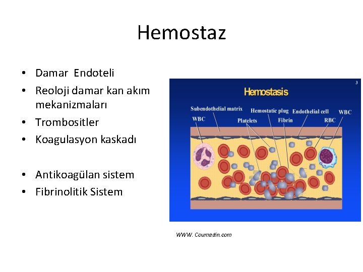 Hemostaz • Damar Endoteli • Reoloji damar kan akım mekanizmaları • Trombositler • Koagulasyon Hemostaz • Damar Endoteli • Reoloji damar kan akım mekanizmaları • Trombositler • Koagulasyon