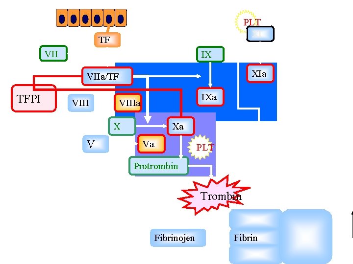 PLT XI TF VII IX XIa VIIa/TF TFPI VIII IXa VIIIa X V Xa