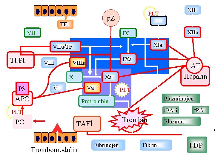 p. Z TF VII XIIa IX XIa VIIa/TF TFPI VIII IXa VIIIa X PS