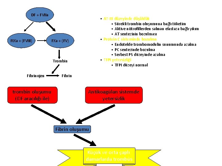 DF + FVIIa FIXa + (FVIII) • AT-III düzeyinde düşüklük • Sürekli trombin oluşumuna