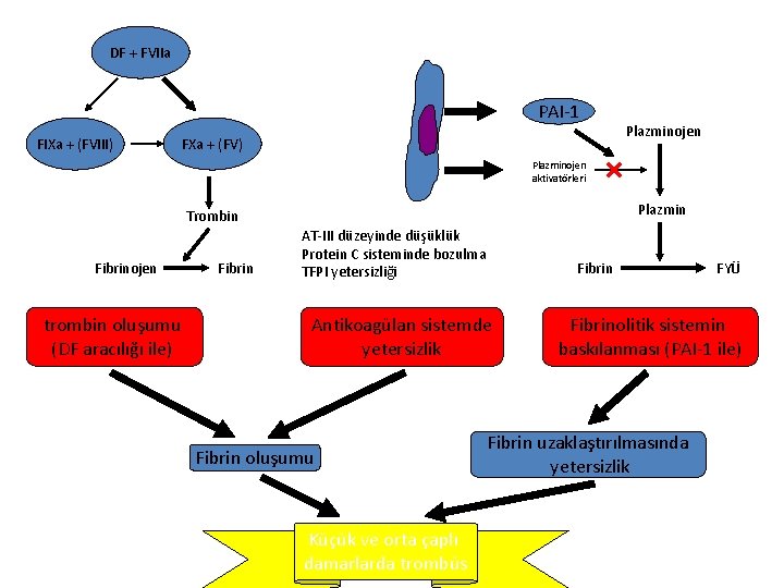 DF + FVIIa PAI-1 FIXa + (FVIII) FXa + (FV) Plazminojen aktivatörleri Plazmin Trombin