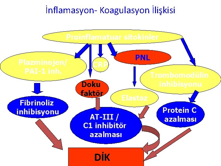 İnflamasyon- Koagulasyon İlişkisi Proinflamatuar sitokinler Plazminojen/ PAI-1 inh. CRP Doku faktör Fibrinoliz inhibisyonu PNL