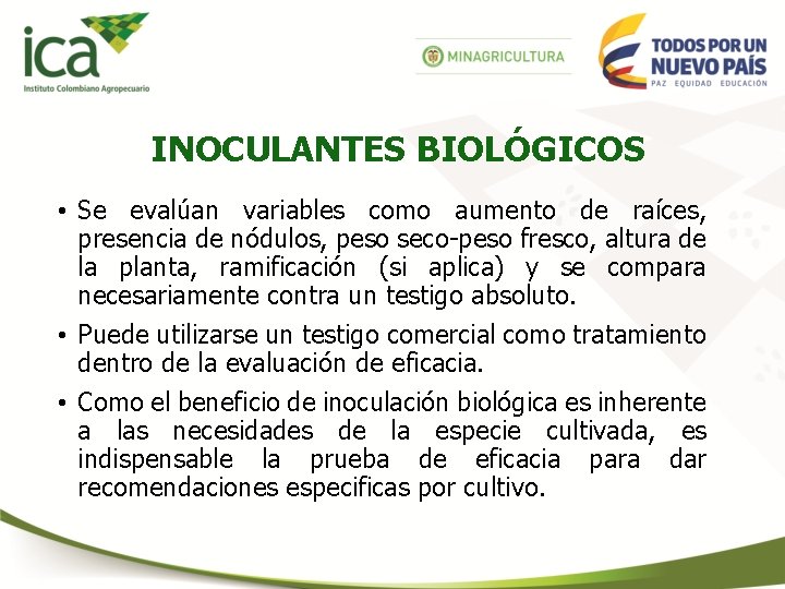 INOCULANTES BIOLÓGICOS • Se evalúan variables como aumento de raíces, presencia de nódulos, peso