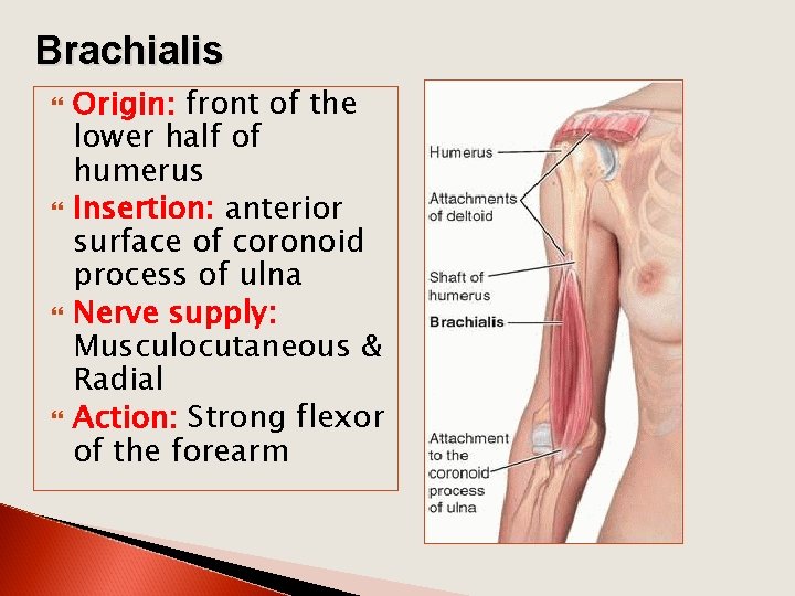 Brachialis Origin: front of the lower half of humerus Insertion: anterior surface of coronoid