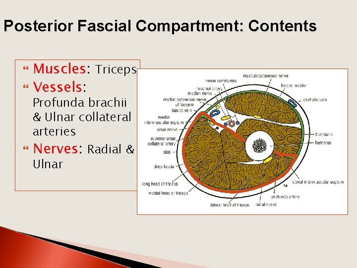 Posterior Fascial Compartment: Contents Muscles: Triceps Vessels: Nerves: Radial & Profunda brachii & Ulnar