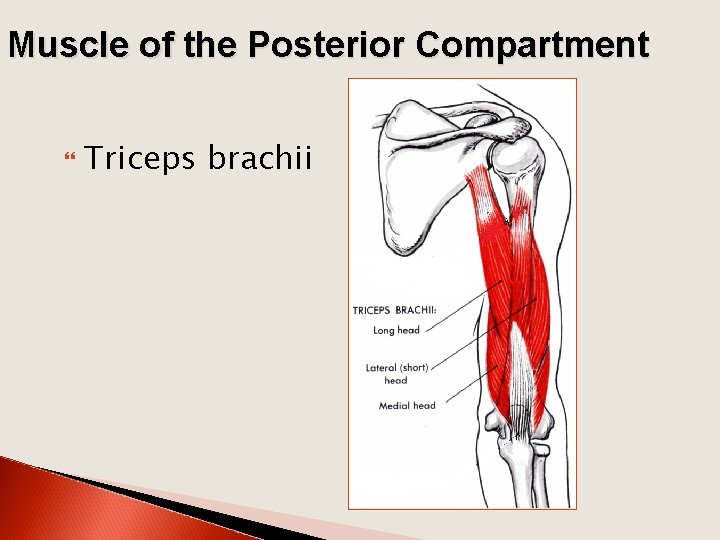 Muscle of the Posterior Compartment Triceps brachii 
