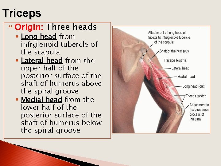 Triceps Origin: Three heads § Long head from infrglenoid tubercle of the scapula §