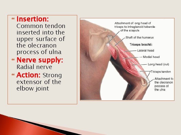  Insertion: Nerve supply: Common tendon inserted into the upper surface of the olecranon
