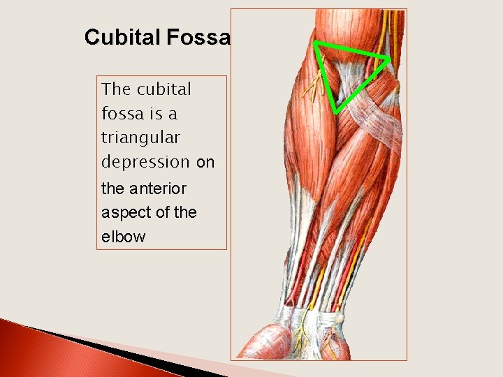 Cubital Fossa The cubital fossa is a triangular depression on the anterior aspect of