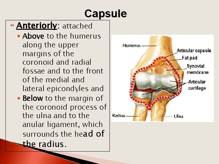 Capsule Anteriorly: attached § Above to the humerus along the upper margins of the