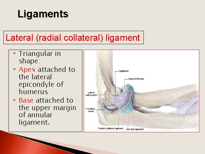 Ligaments Lateral (radial collateral) ligament Triangular in shape: Apex attached to the lateral epicondyle