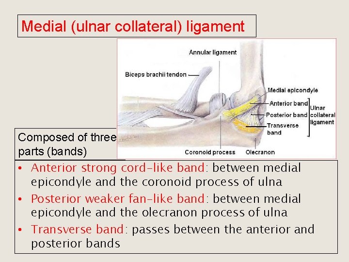 Medial (ulnar collateral) ligament Composed of three parts (bands) • Anterior strong cord-like band: