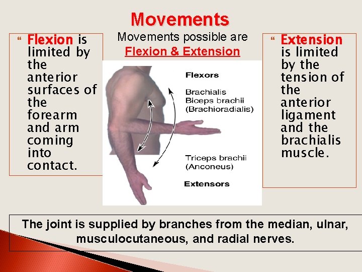  Flexion is limited by the anterior surfaces of the forearm and arm coming