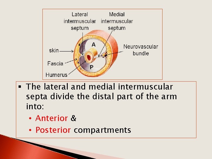 § The lateral and medial intermuscular septa divide the distal part of the arm