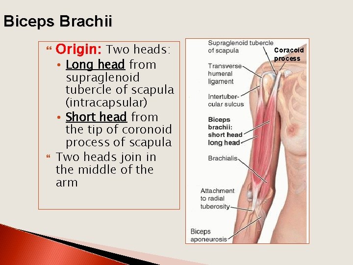 Biceps Brachii Origin: Two heads: • Long head from supraglenoid tubercle of scapula (intracapsular)