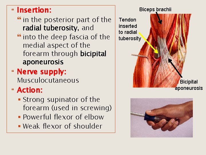  Insertion: in the posterior part of the radial tuberosity, and into the deep