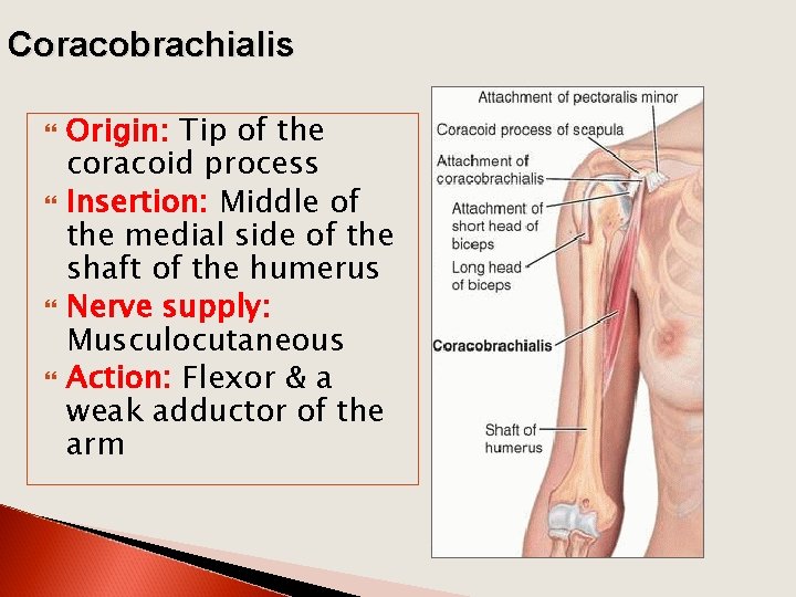 Coracobrachialis Origin: Tip of the coracoid process Insertion: Middle of the medial side of