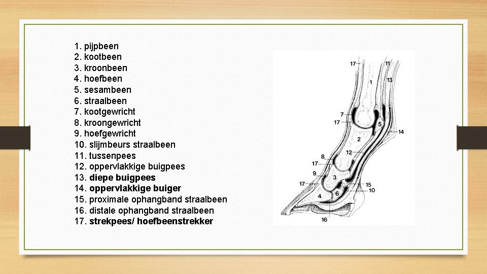 1. pijpbeen 2. kootbeen 3. kroonbeen 4. hoefbeen 5. sesambeen 6. straalbeen 7. kootgewricht