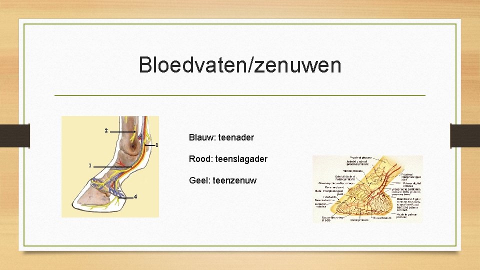 Bloedvaten/zenuwen Blauw: teenader Rood: teenslagader Geel: teenzenuw 