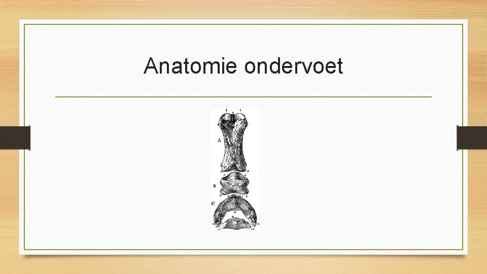 Anatomie ondervoet 