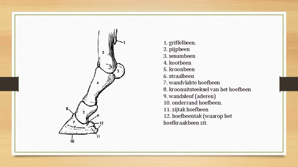 1. griffelbeen. 2. pijpbeen 3. sesambeen 4. kootbeen 5. kroonbeen 6. straalbeen 7. wandvlakte