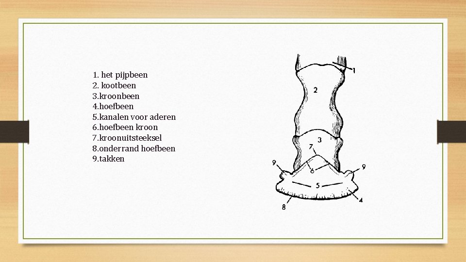 1. het pijpbeen 2. kootbeen 3. kroonbeen 4. hoefbeen 5. kanalen voor aderen 6.