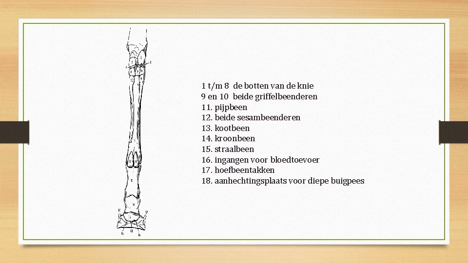 1 t/m 8 de botten van de knie 9 en 10 beide griffelbeenderen 11.