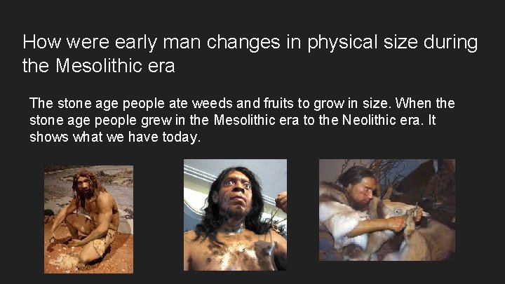 How were early man changes in physical size during the Mesolithic era The stone