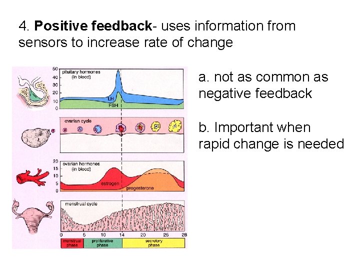 4. Positive feedback- uses information from sensors to increase rate of change a. not