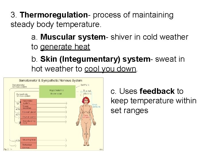 3. Thermoregulation- process of maintaining steady body temperature. a. Muscular system- shiver in cold