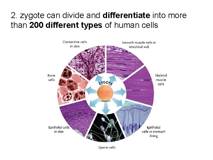2. zygote can divide and differentiate into more than 200 different types of human