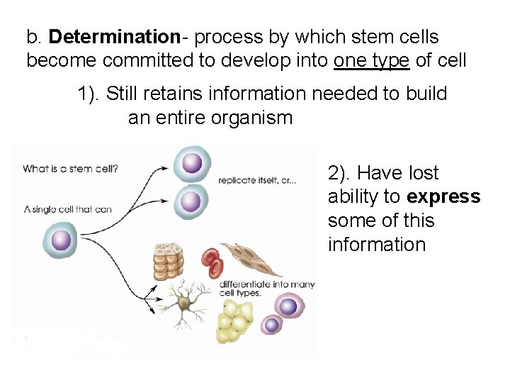 b. Determination- process by which stem cells become committed to develop into one type