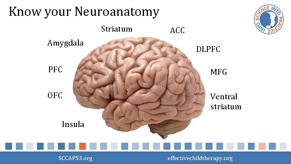 Know your Neuroanatomy Striatum Amygdala ACC DLPFC MFG OFC Ventral striatum Insula SCCAP 53.