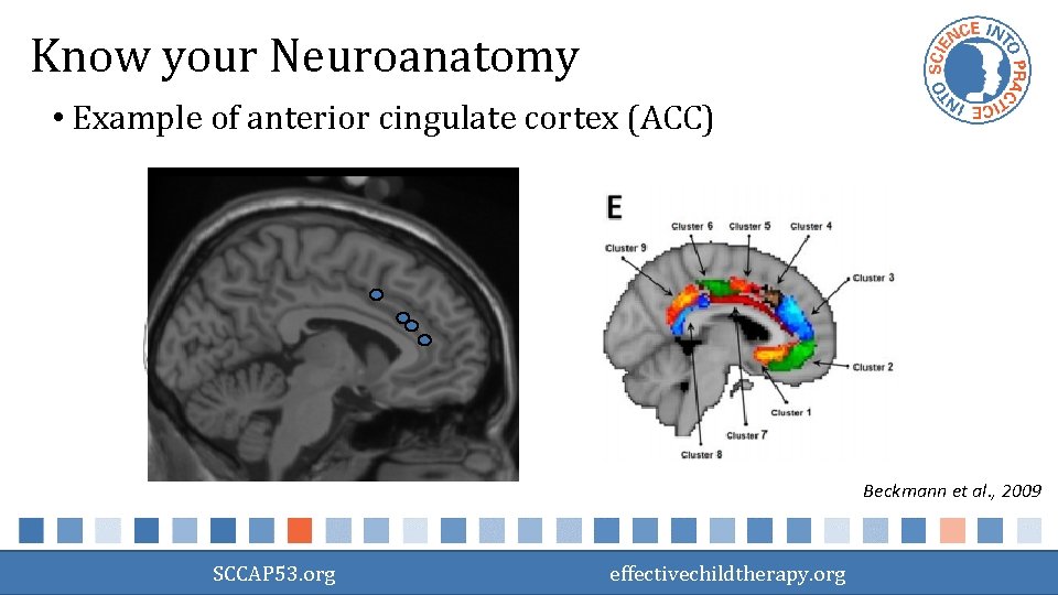 Know your Neuroanatomy • Example of anterior cingulate cortex (ACC) Beckmann et al. ,