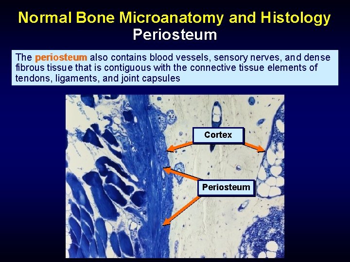 Normal Bone Microanatomy and Histology Periosteum The periosteum also contains blood vessels, sensory nerves,