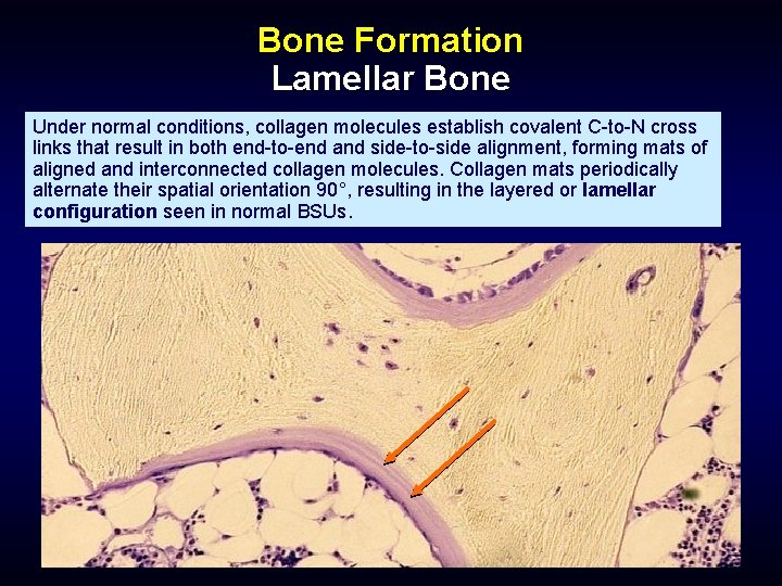 Bone Formation Lamellar Bone Under normal conditions, collagen molecules establish covalent C-to-N cross links