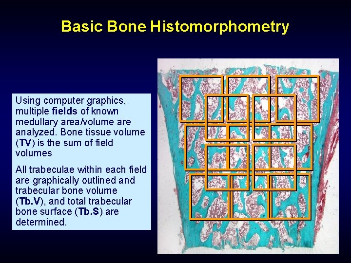 Basic Bone Histomorphometry Using computer graphics, multiple fields of known medullary area/volume are analyzed.