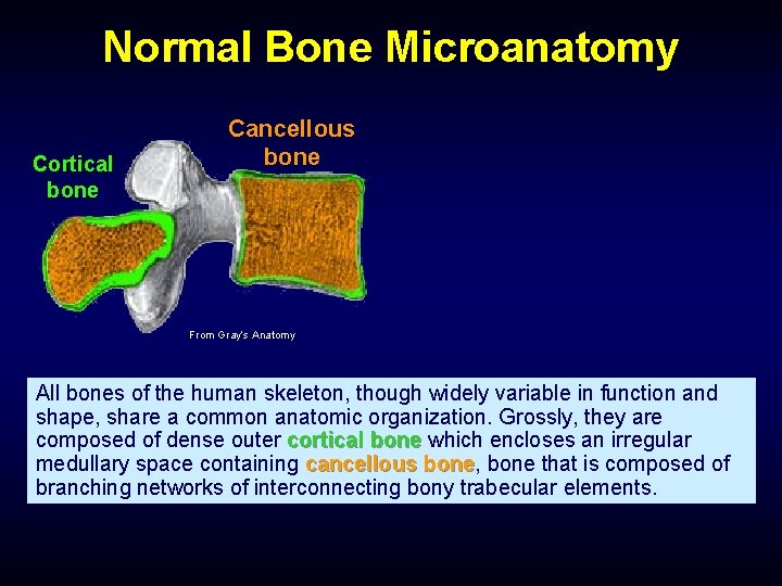 Normal Bone Microanatomy Cortical bone Cancellous bone From Gray’s Anatomy All bones of the