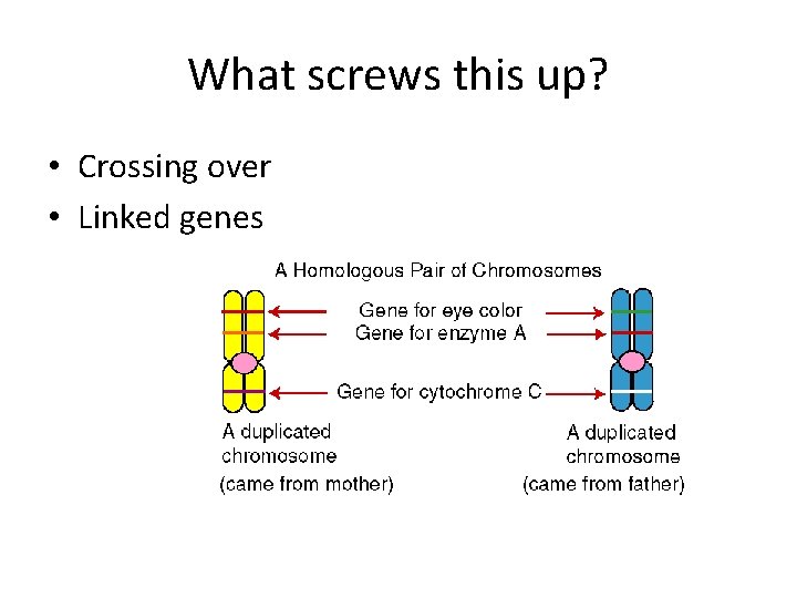 What screws this up? • Crossing over • Linked genes 
