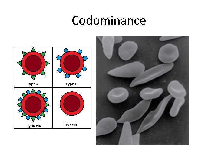 Codominance 