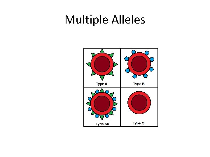 Multiple Alleles 