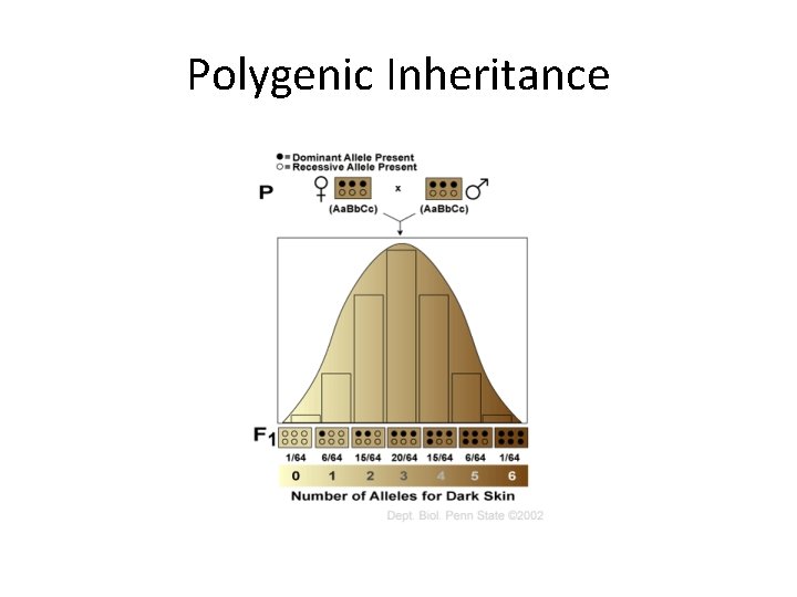 Polygenic Inheritance 
