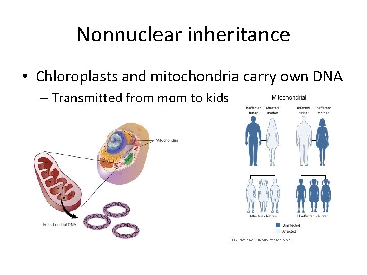 Nonnuclear inheritance • Chloroplasts and mitochondria carry own DNA – Transmitted from mom to