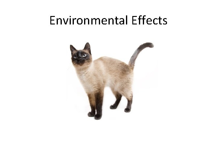 Environmental Effects 