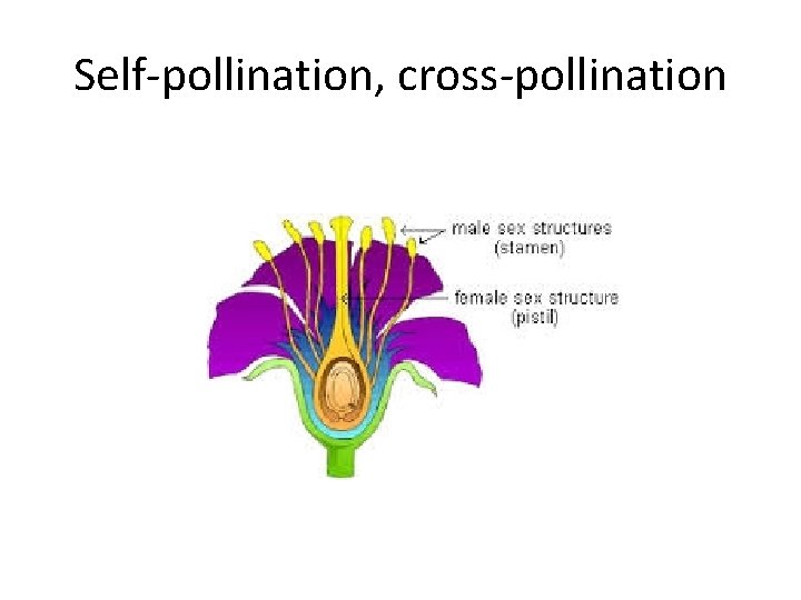 Simple discrete traits Selfpollination crosspollination True breeding