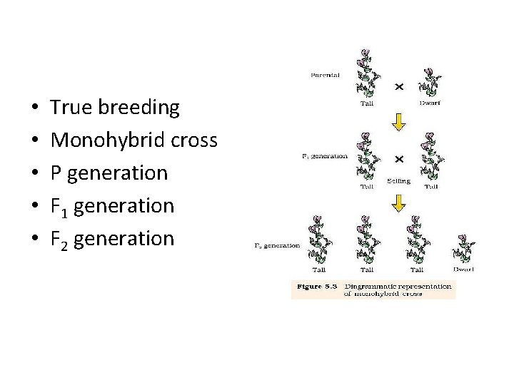  • • • True breeding Monohybrid cross P generation F 1 generation F